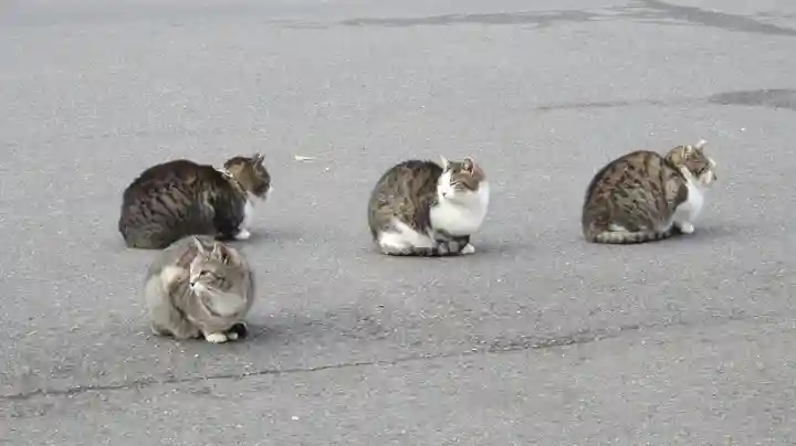 御誕生寺(猫寺)の動物