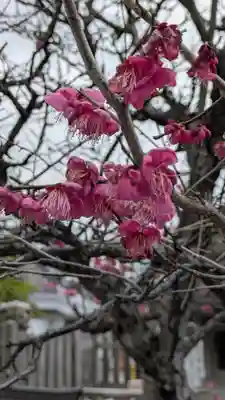 縣神社(京都府)