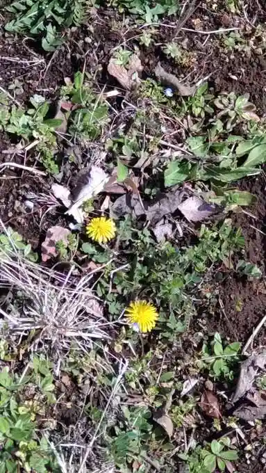 円通寺(神奈川県)