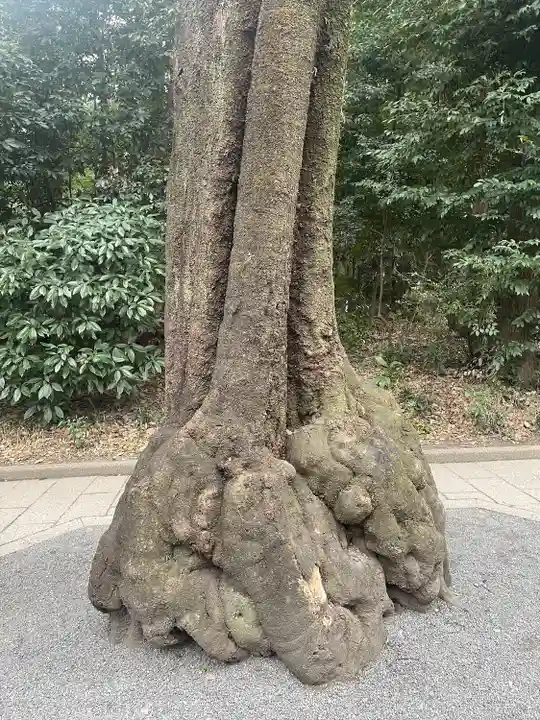 明治神宮(東京都)