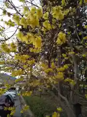 沙沙貴神社の自然