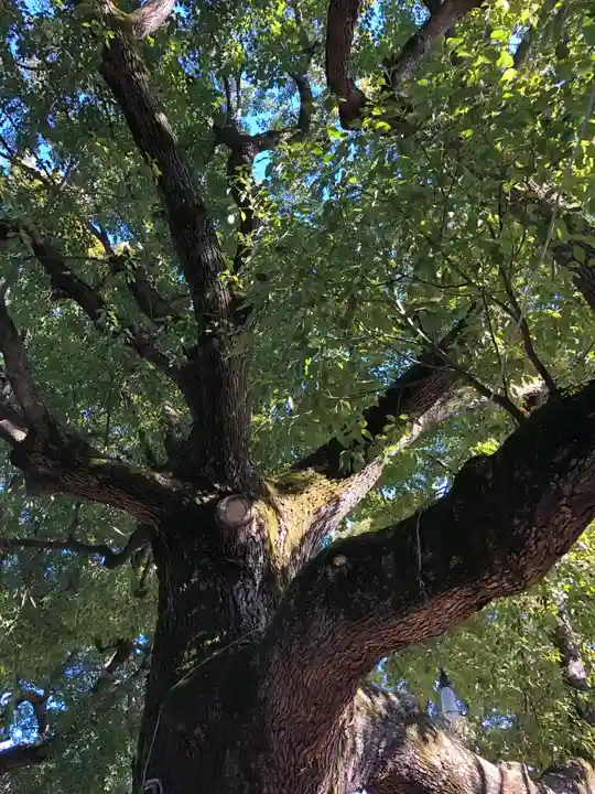 穴八幡宮の自然