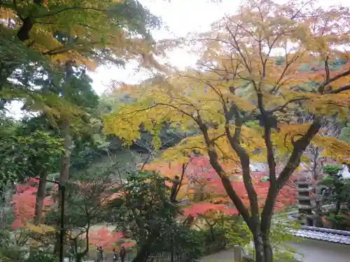 如意庵の景色