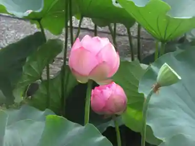 東寺（教王護国寺）(京都府)