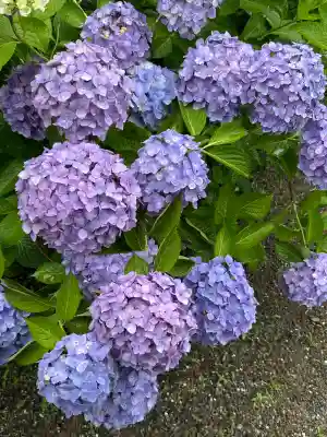 粟井神社(香川県)