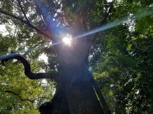 伊勢神宮内宮（皇大神宮）の自然