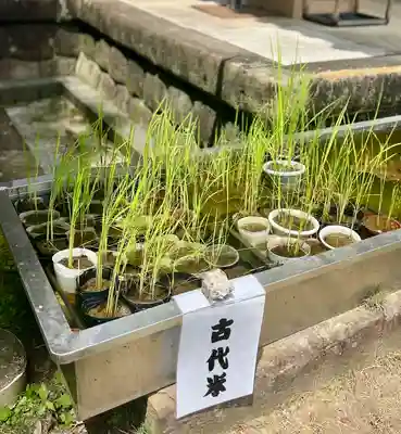 八幡神社(静岡県)
