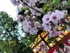 東京大神宮の自然