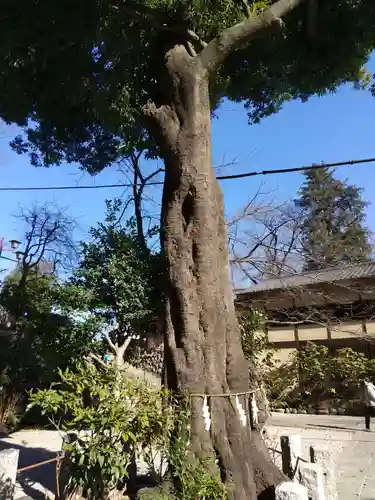所澤神明社(埼玉県)