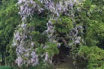 熊野大権現堂の自然