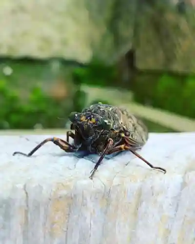 滑川神社 - 仕事と子どもの守り神の動物
