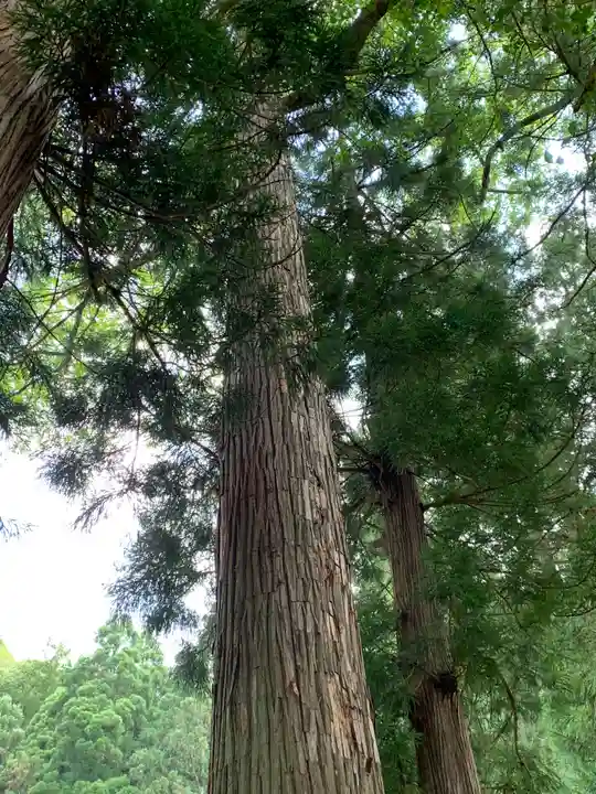 駒嶽神社の自然