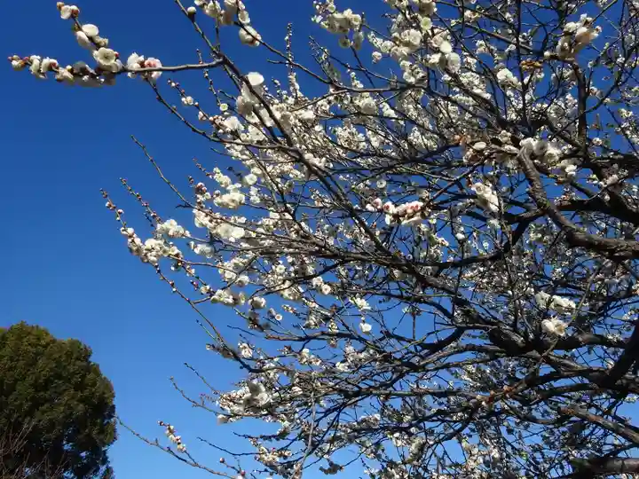 亀戸天神社(東京都)