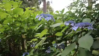 柳谷観音　楊谷寺(京都府)