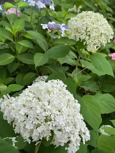 白山神社(東京都)