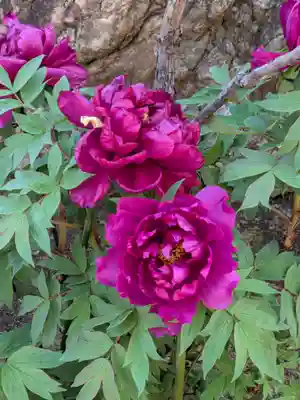 禅定院(東京都)