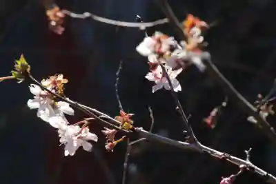 国宝 大法寺の自然