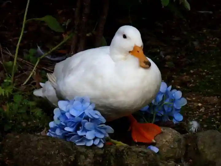 楽法寺(雨引観音)の動物
