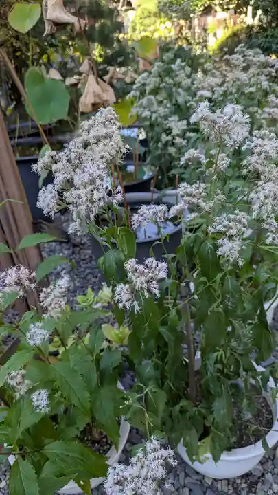 行願寺(革堂)(京都府)