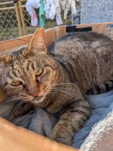 白金氷川神社(東京都)