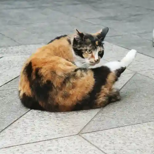 くまくま神社(導きの社 熊野町熊野神社)の動物