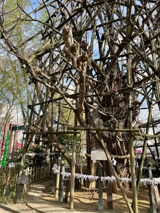 稲毛神社(神奈川県)