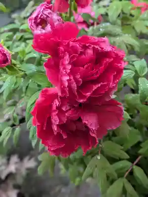 長谷寺の{uncategorized: "未分類", other: "その他", undefined: "問題あり", building: "その他建物", grave: "お墓", sacred_gate: "鳥居", guardian: "狛犬", statue: "像", buddha: "仏像", history: "歴史", nature: "自然", garden: "庭園", animal: "動物", pagoda: "塔", temizu: "手水舎", mountain_gate: "山門・神門", sanctuary: "本殿・本堂", subordinate: "末社・摂社", art: "芸術", scenery: "景色", jizo: "地蔵", ema: "絵馬", goshuin: "御朱印", omikuji: "おみくじ", items: "授与品その他", amulet: "お守り", goshuincho: "御朱印帳", eats: "食事", festival: "お祭り", votive_dance: "神楽", shichigosan: "七五三参", wedding: "結婚式", experience: "体験その他", initially: "初詣", around: "周辺", anti_infection: "感染症対策"}