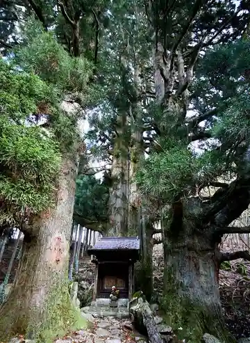 保月の地蔵杉の自然