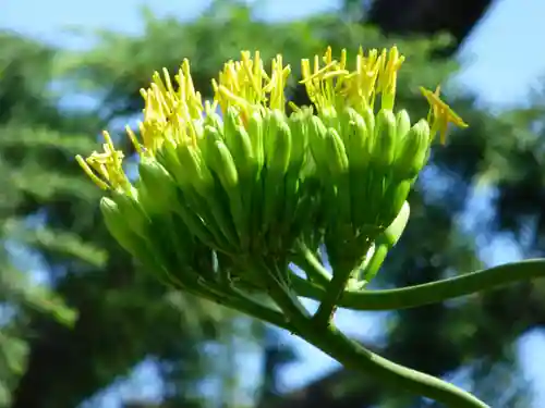 烏森神社(東京都)