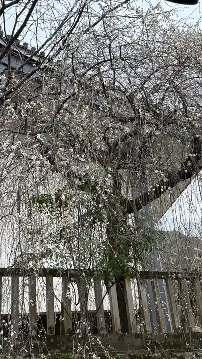 長谷寺(奈良県)