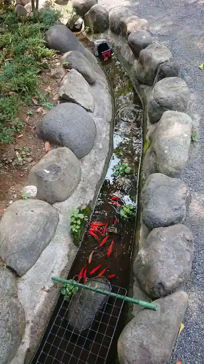 阿佐ヶ谷神明宮の動物