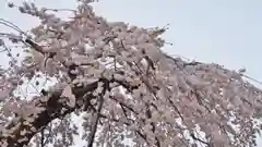 賀茂別雷神社（上賀茂神社）の自然