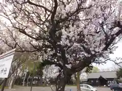 新琴似神社の自然