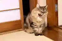 善龍寺(東京都)