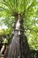 赤坂氷川神社(東京都)