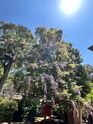 春日大社(奈良県)