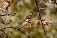祥雲寺(愛媛県)