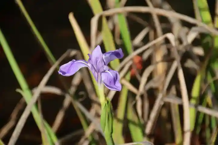 鹿島大神宮の自然