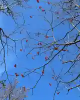 釧路一之宮 厳島神社の自然