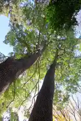 開運招福 飯玉神社の自然