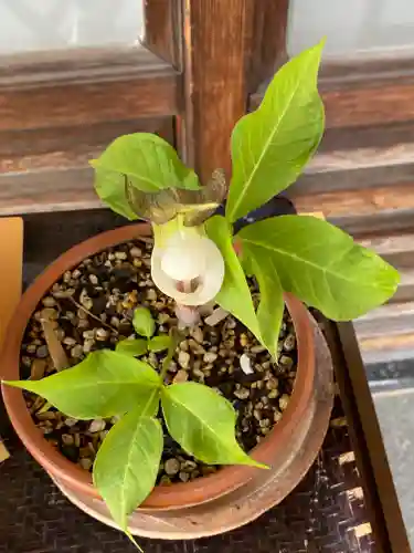 妙蓮寺(神奈川県)
