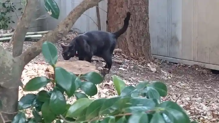 代々木八幡宮の動物