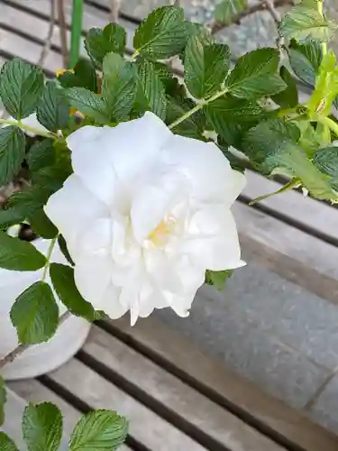 妙蓮寺(神奈川県)