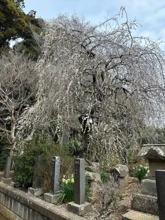 松澤 熊野神社(千葉県)