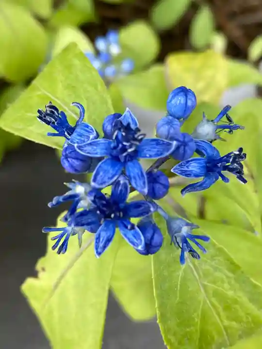 妙蓮寺(神奈川県)