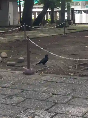 武蔵野八幡宮の動物