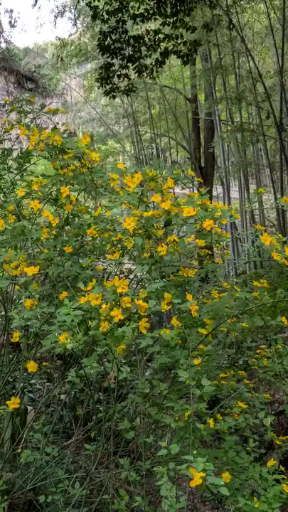 椎尾神社の自然