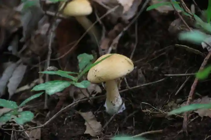 鹿島大神宮の自然