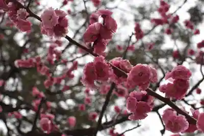 長浜八幡宮の自然
