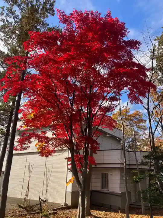岩見澤神社の自然